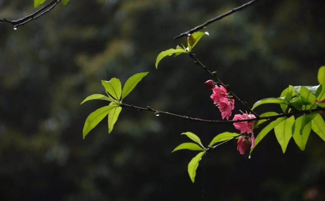 三月雨图片大全 壁纸图片