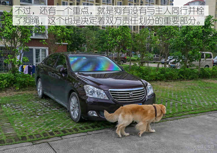 避之唯恐不及 車撞死狗後該如何處理?_賠償