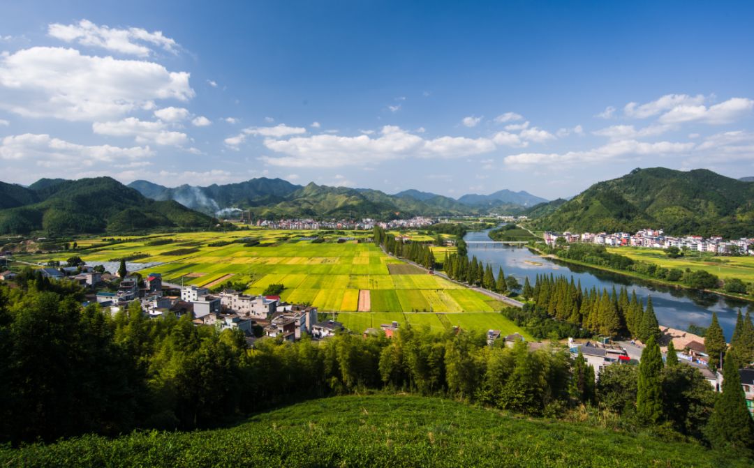 開化油菜花迎來最美賞花期這等美景你怎能錯過