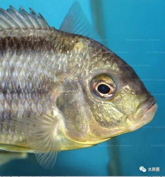 [水族生物] 三湖慈鲷马鲷之chilotilapia厚嘴鲷属(31)