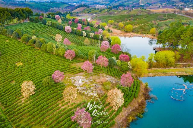 溧阳永不消失的彩虹旁藏着的樱花茶园童话般的美景几乎无人知晓