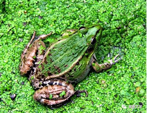 蛙声阵阵乞生存刘慧君