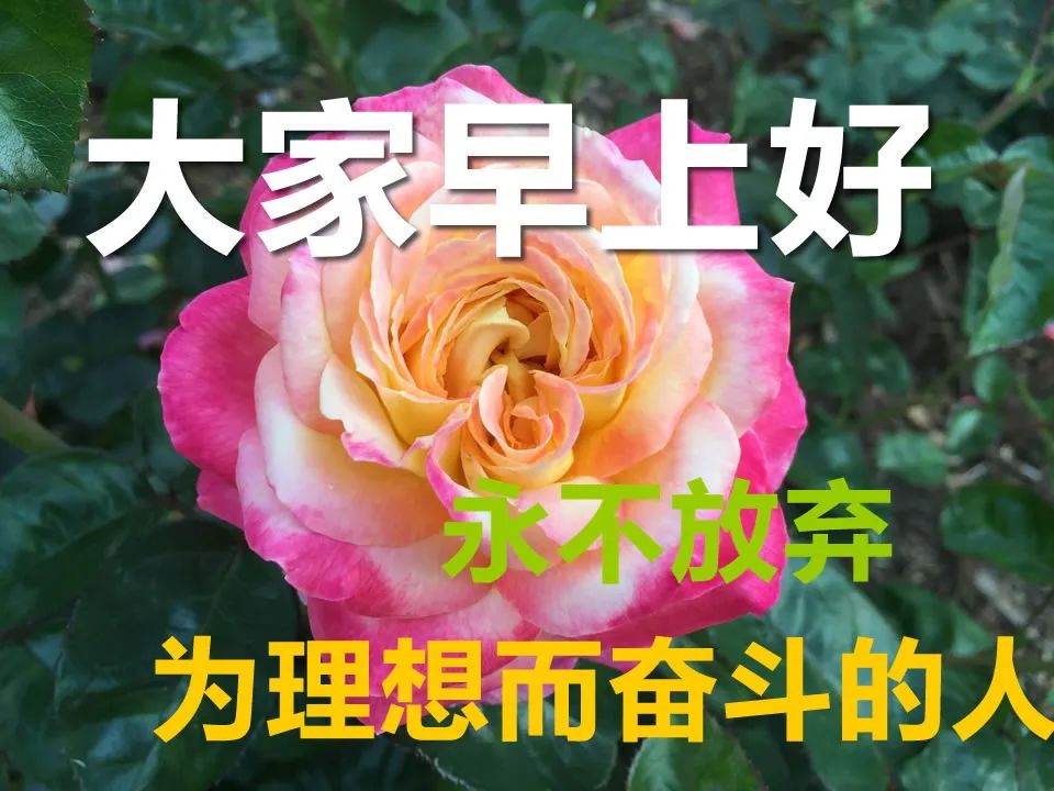 新出的早上好问候语图片大全微信早晨好动态图祝福表情包