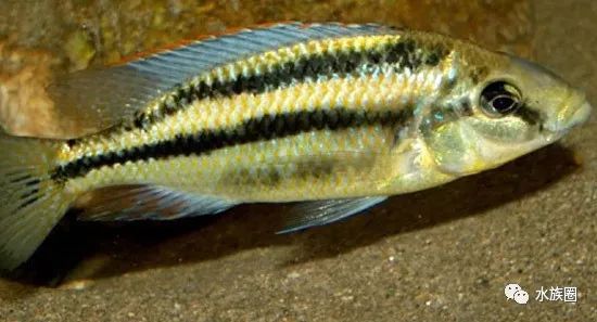 [水族生物] 三湖慈鲷马鲷之chilotilapia厚嘴鲷属(31)