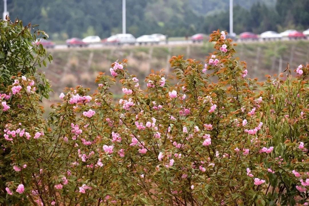惊艳2020金堂竹篙镇竟然藏了一座几千亩的樱花花海正值花期