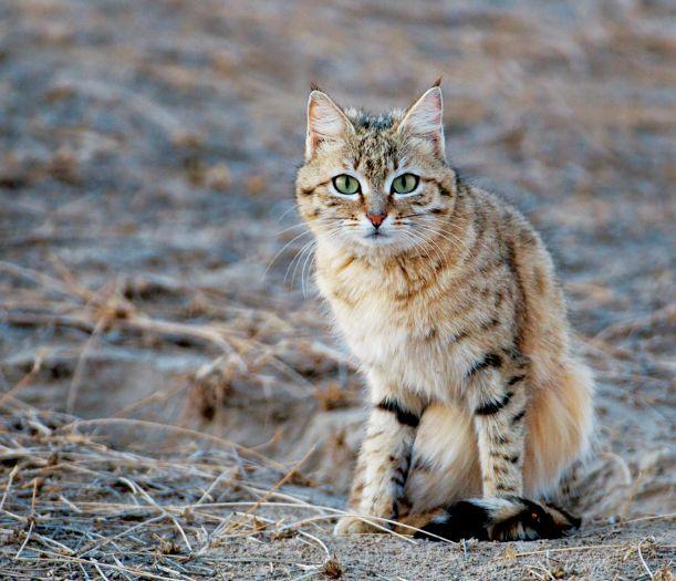 野猫蒙古亚种图片