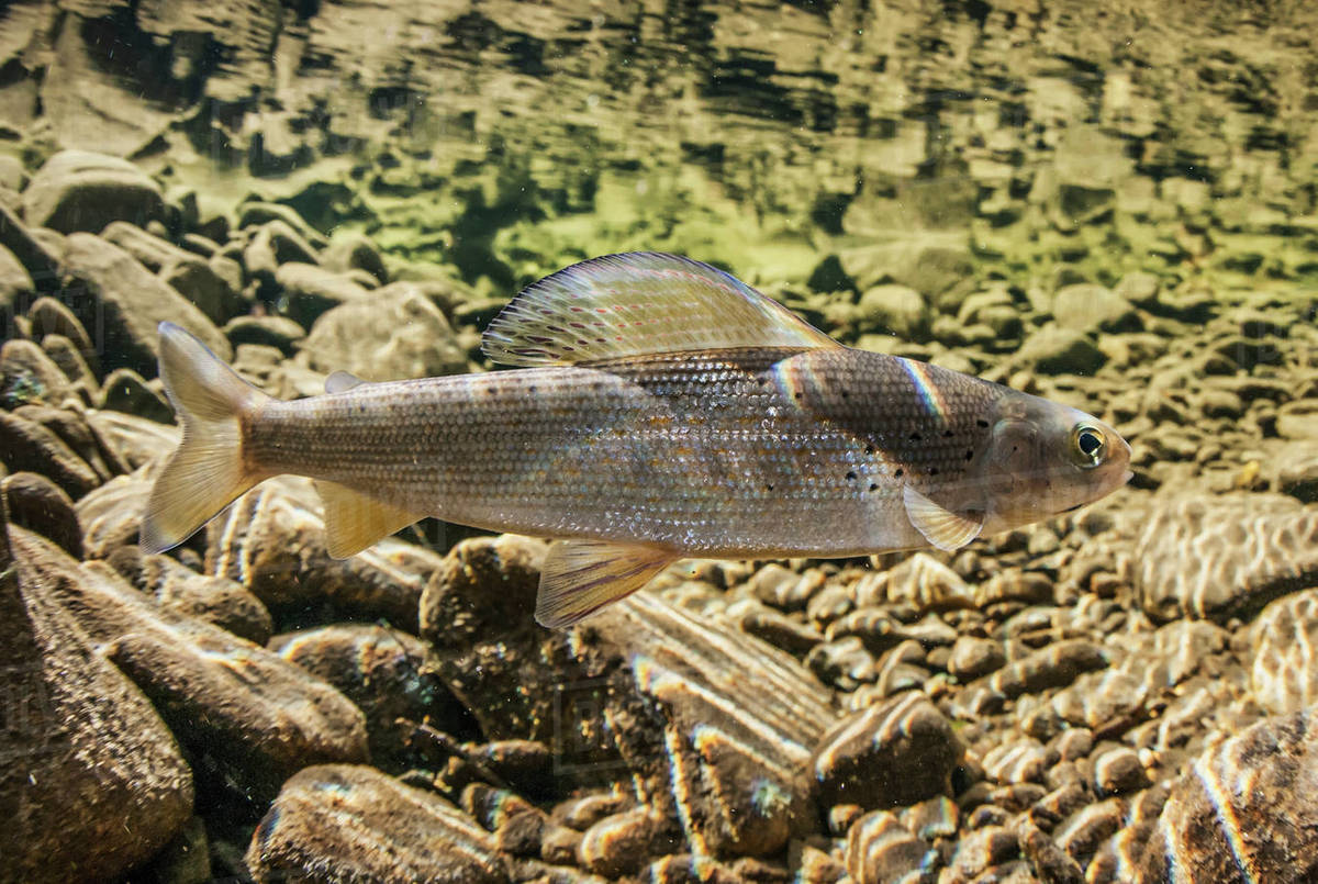 原来这就是北极茴鱼,长知识了