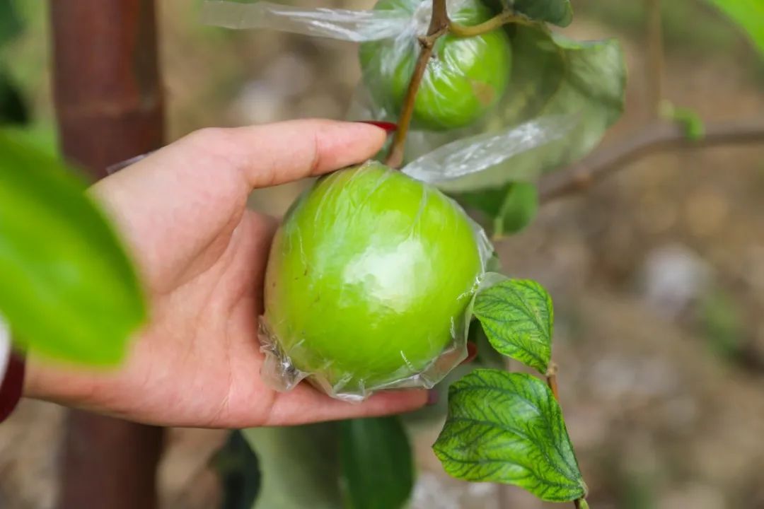 每个都有幸成为我筐中的幸运儿哦不开玩笑,这些青枣都有拳头大不多说
