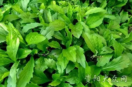 "但说起"鱼鳅串",很多资阳人便会"哦"一声:"是它嗦!