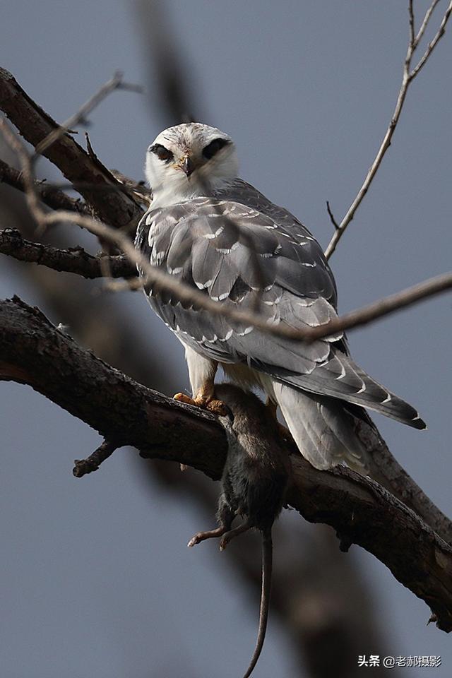 1/ 12 黑翅鸢又名:灰鹞子,一身的永不过时的黑白服装搭配,总显得那么