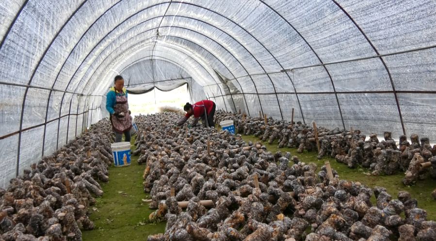 整整齐齐的菌棒上朵朵香菇长势喜人,在良好的生长环境下,每一朵香菇都
