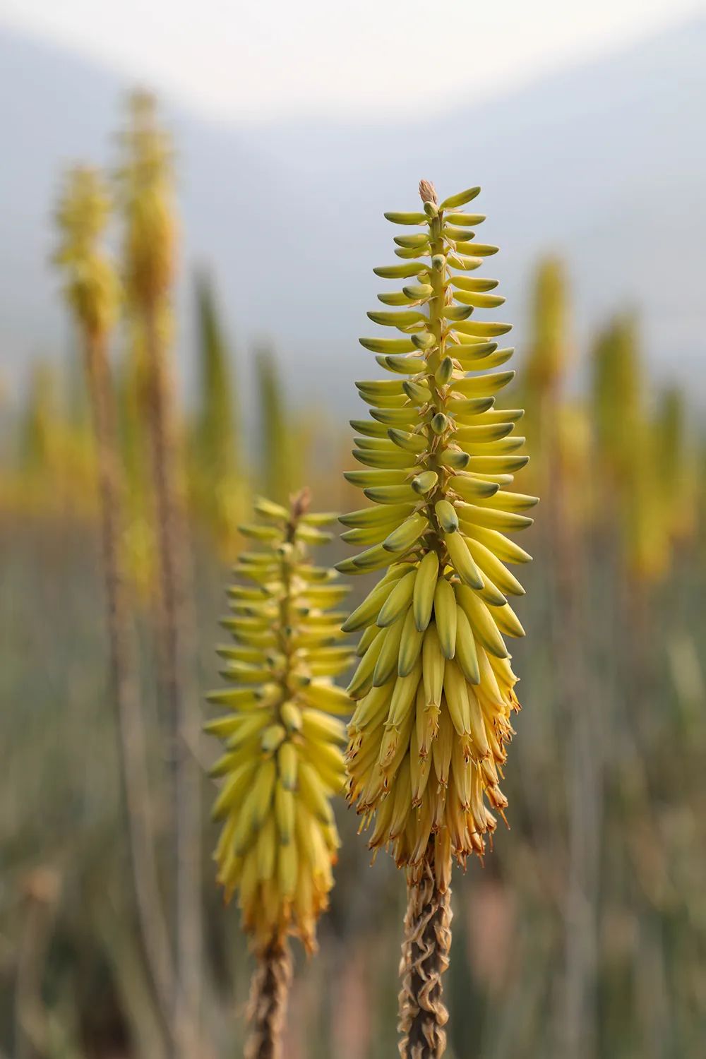 元江难得一见的芦荟花海连网络主播也爱