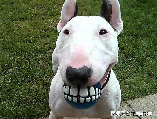 原创哈士奇最傻这5种狗比二哈还傻太天真了