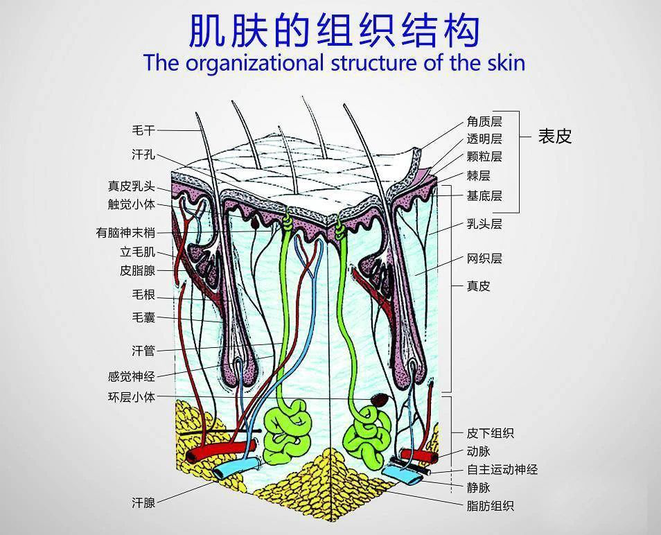 智创翼赵勤——皮肤受损的症状