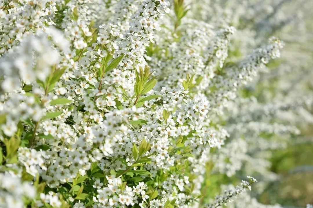 雪柳如雪似柳美的可以原谅它所有缺点