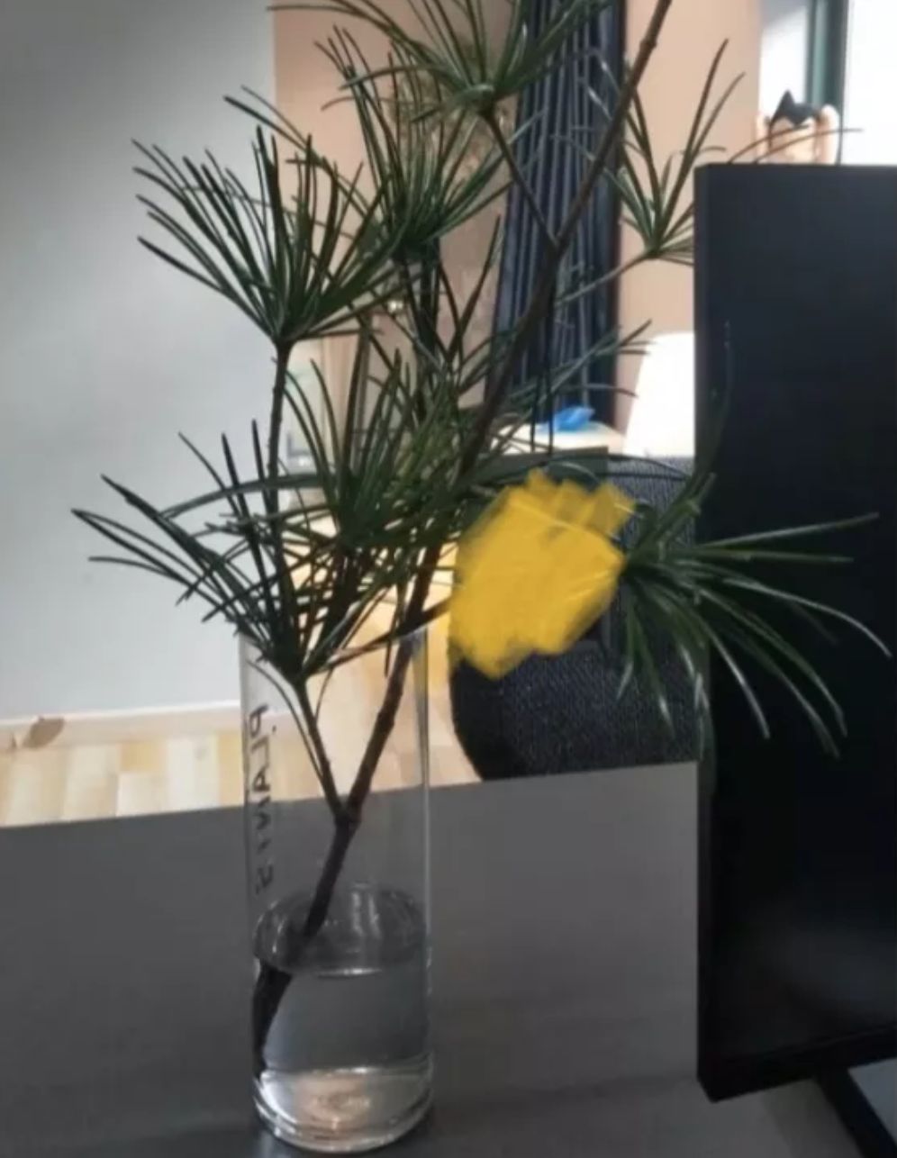 一盆放青松到底有多少意义，淘宝成了新梗诞生地_植物