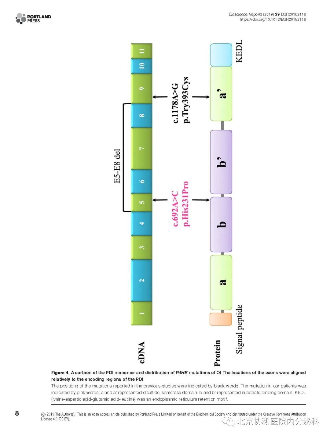 missensemutation68in68p4hb68causes68mild68osteogenesis