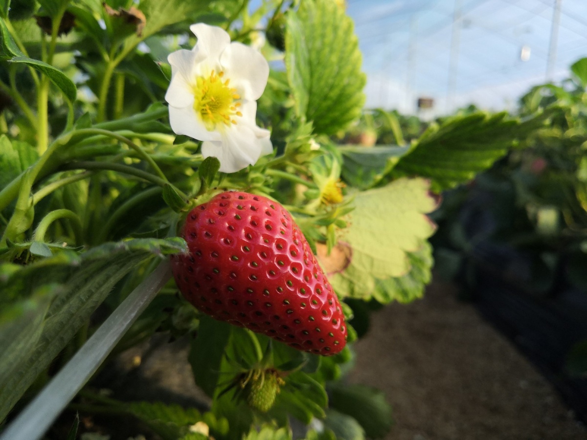 春暖花开西禾农场帮你实现草莓自由