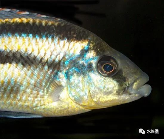 水族生物三湖慈鯛馬鯛之chilotilapia厚嘴鯛屬31