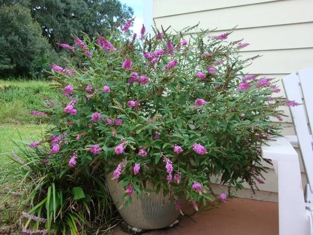 醉鱼草,福禄考,紫苑花,鼠尾草,马缨丹,五星花,紫松果菊地被植物梅花