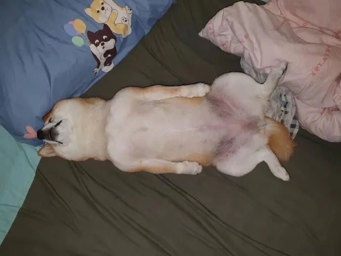 狗狗的这些奇葩睡姿其实是在对主人说我真的很信任你