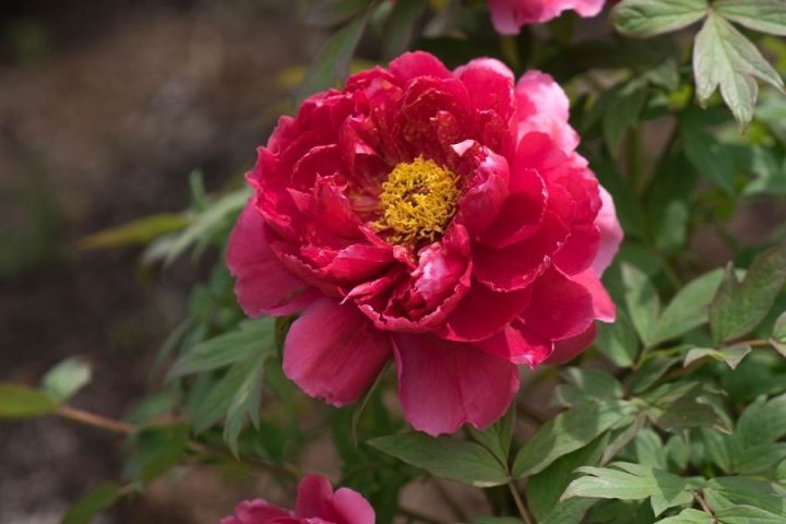 像牡丹花一样美像多肉一样皮实紫牡丹太惹人爱了