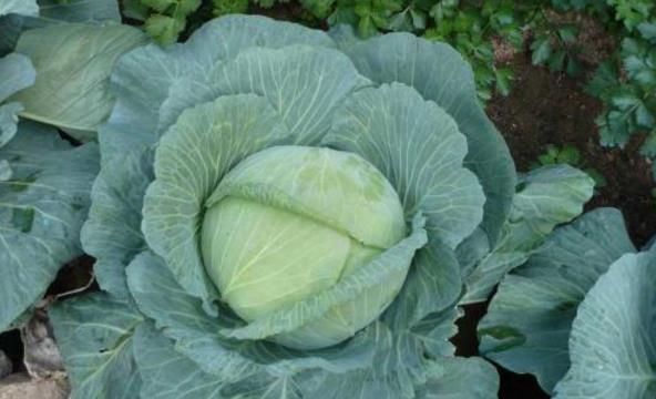 莲花白最常见的一种菜若想种植这两点要注意想学的看过来