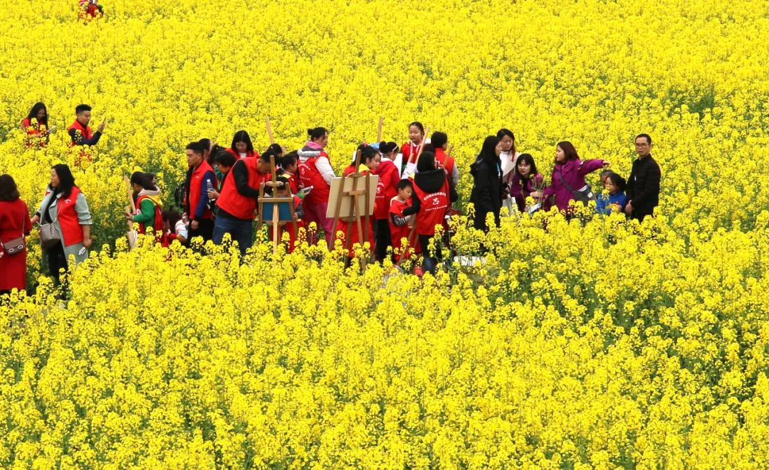 童眼云世界征集我就问你油菜花的花语是什么感悟春天童谣征集活动开始