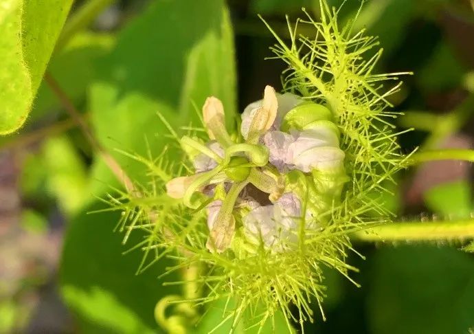 三亞街邊有海芒果龍珠果諾麗果平時怎麼沒發現