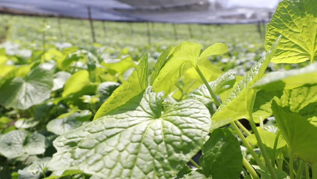 施甸大山深处山葵绿 中草药基地笑声朗