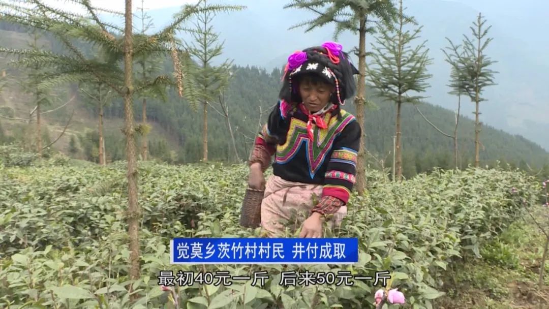 茨竹村茶园初见成效村民采茶忙