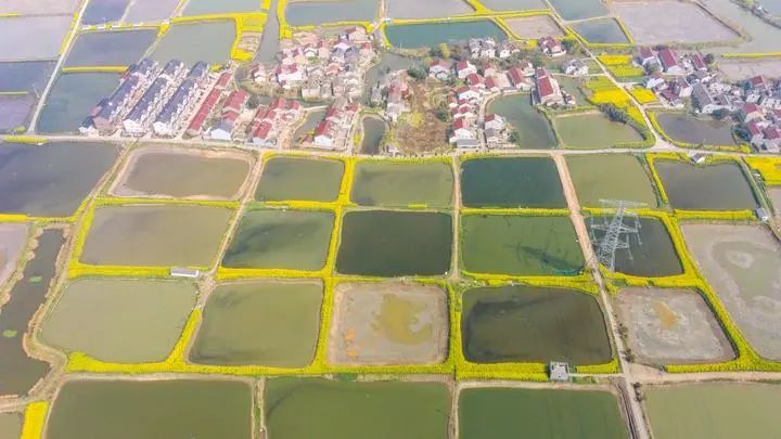 瞧,在那油菜花盛开的地方_鱼塘