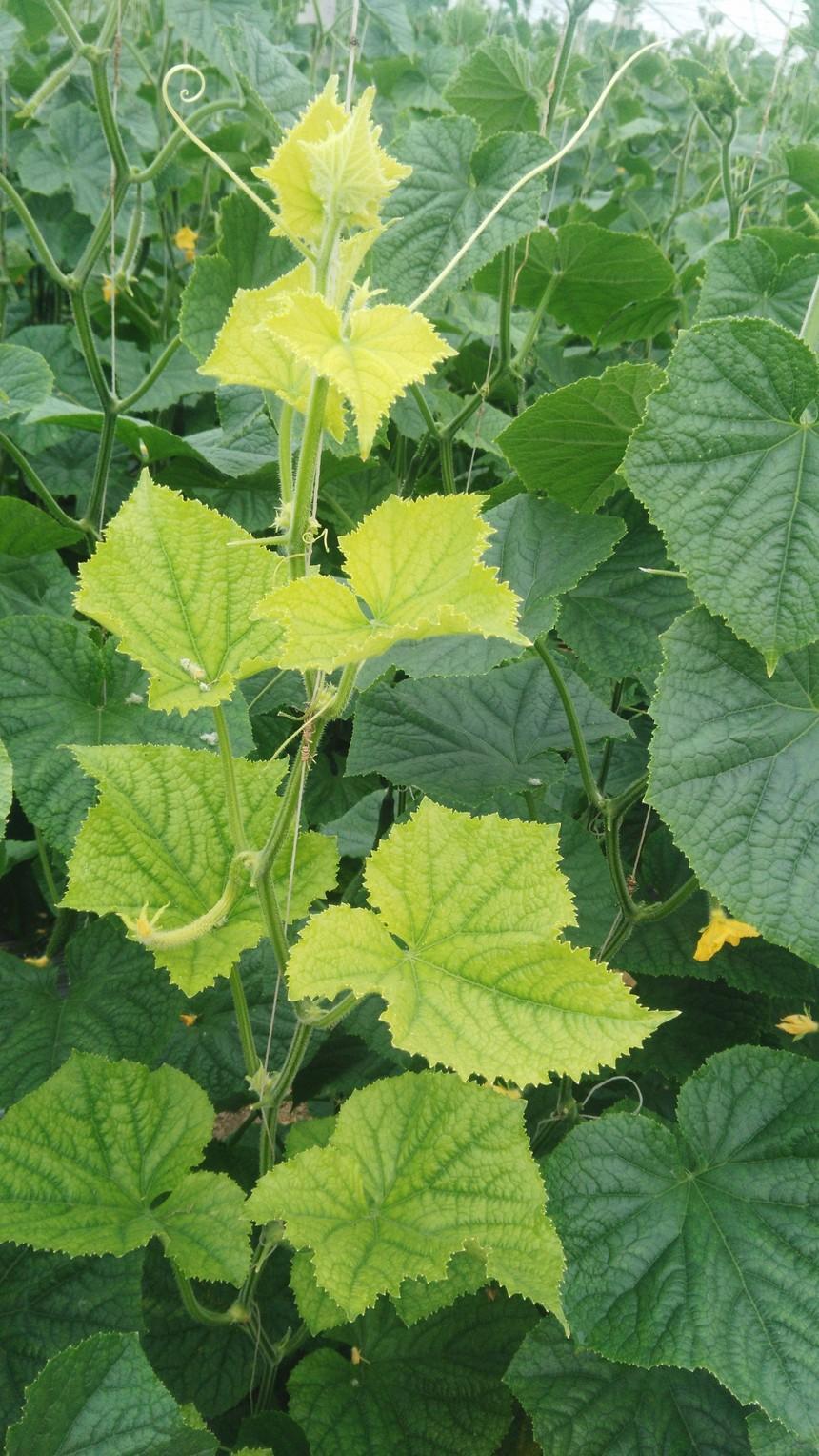 你家种的黄瓜有这种黄叶吗