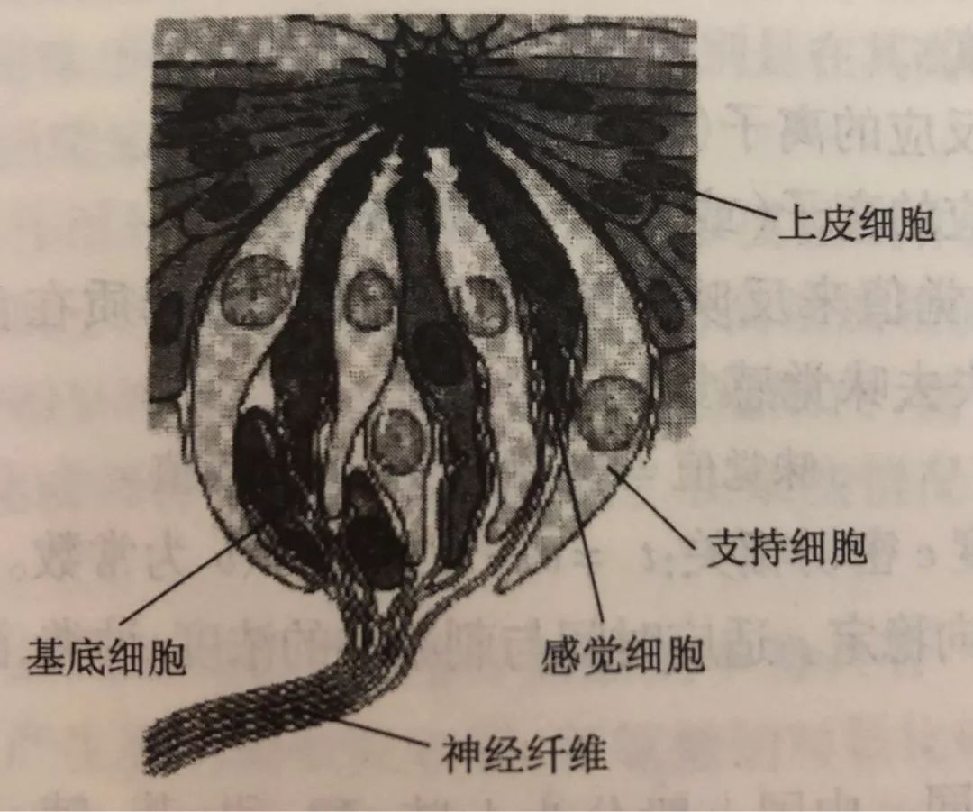 味蕾主要分布在舌头表面,上颚的黏膜中和喉咙周围,通常由大概50个细胞