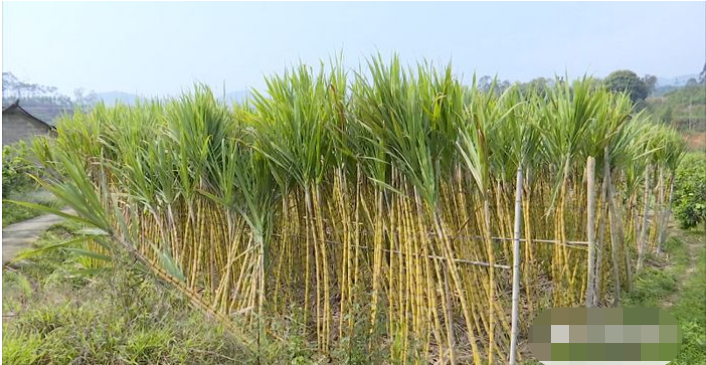 眼前正是果蔗收获上市销售的季节,在下河乡石屏村的果蔗园里,一株株高