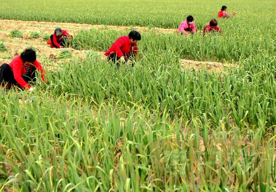 中牟县:春来正是农耕时 一派繁忙好景象_种植