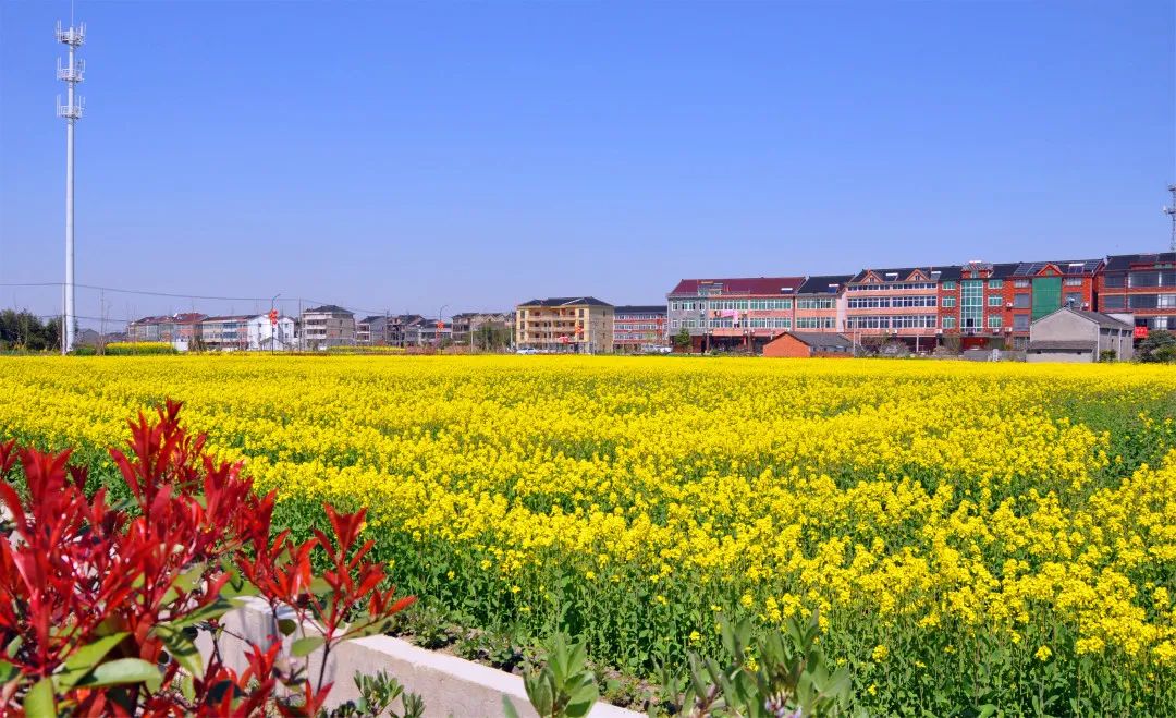 余杭最全踏青赏花来袭,带你玩转整个春天!