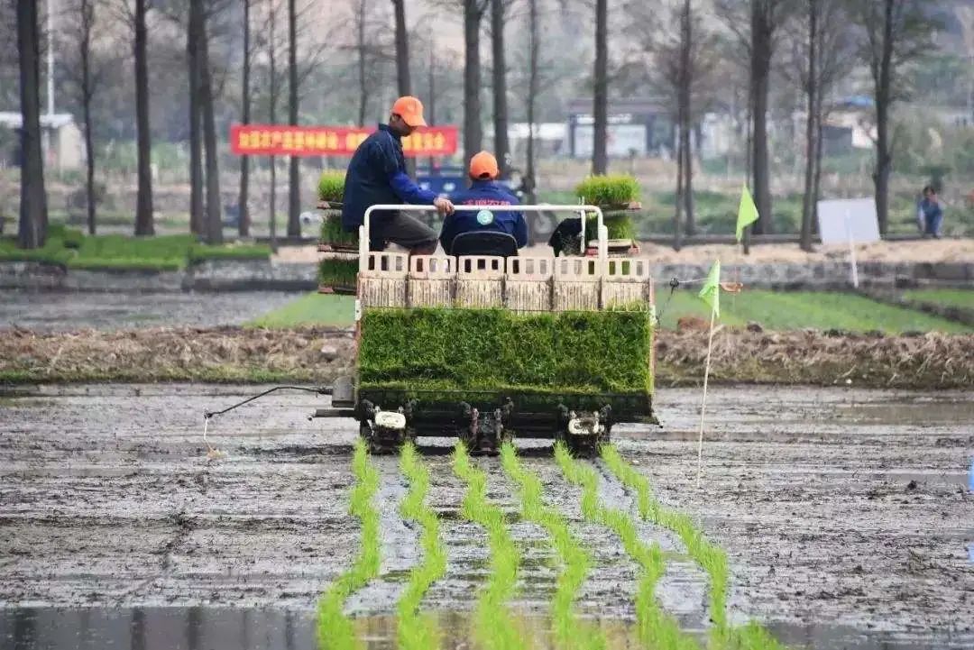 从作业效率上看,国内的插秧机可以分为手扶机,高速乘坐机和独轮乘坐机