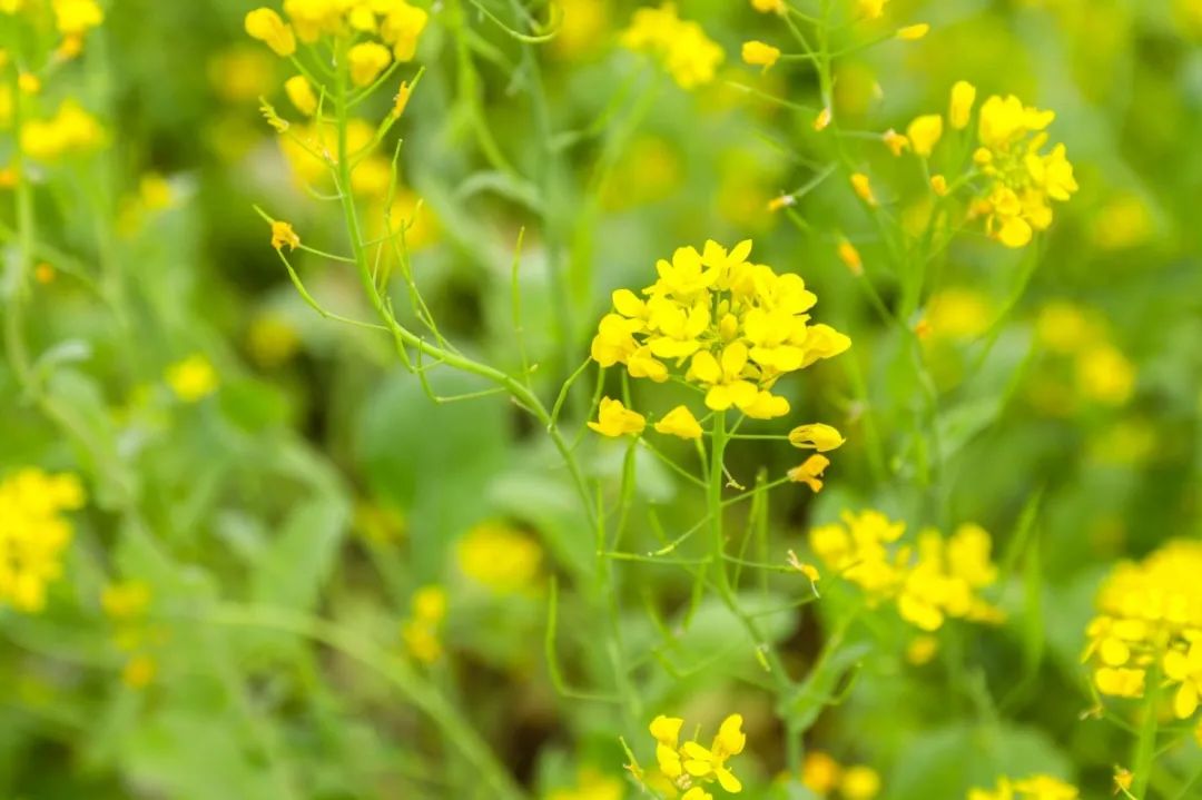 油菜花怎么形容图片