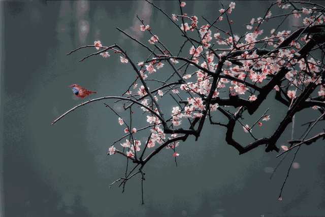 640_428gif 动态图 动图