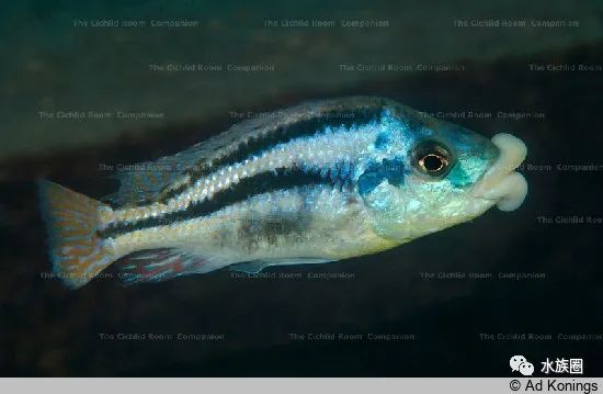 [水族生物] 三湖慈鲷马鲷之chilotilapia厚嘴鲷属(31)