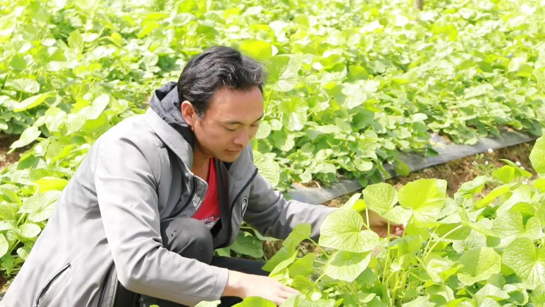 施甸大山深处山葵绿 中草药基地笑声朗_种植