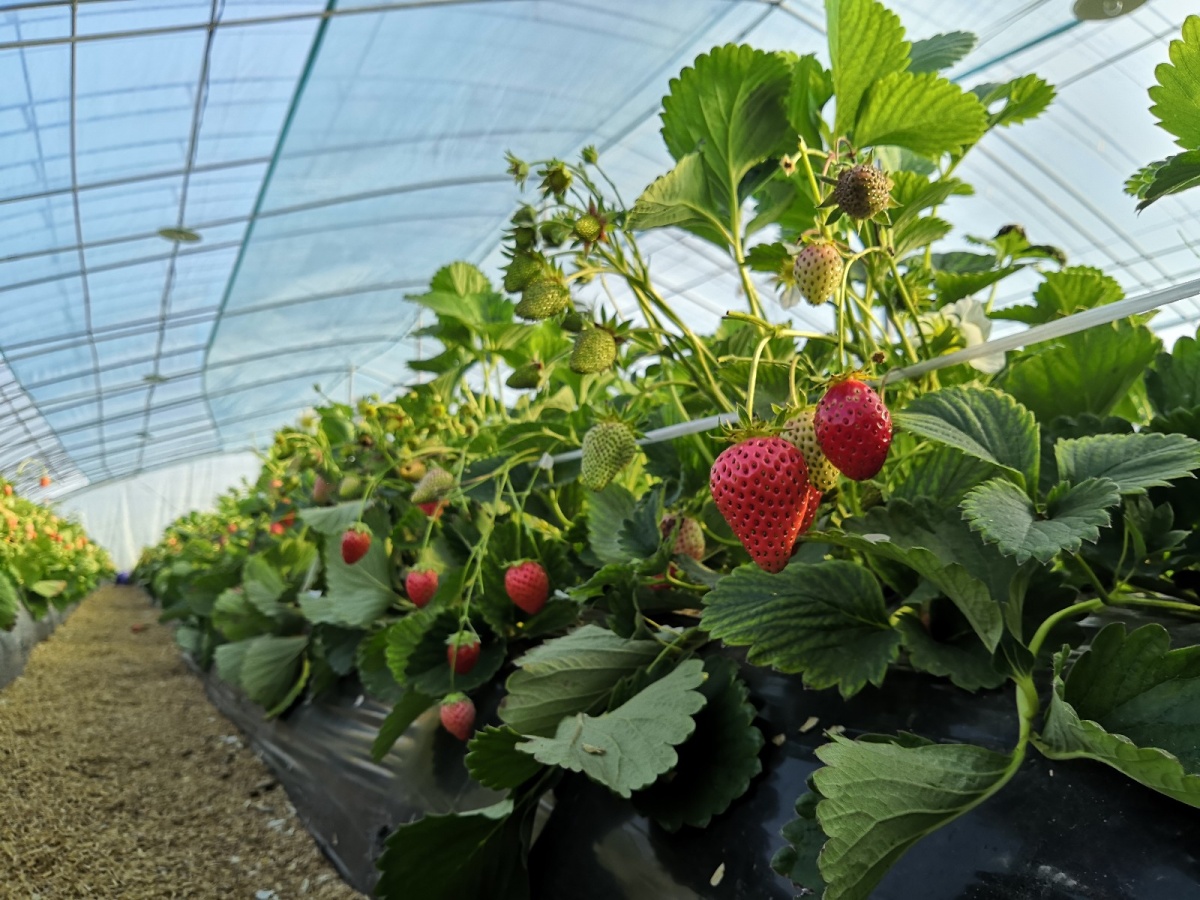 春暖花开西禾农场帮你实现草莓自由