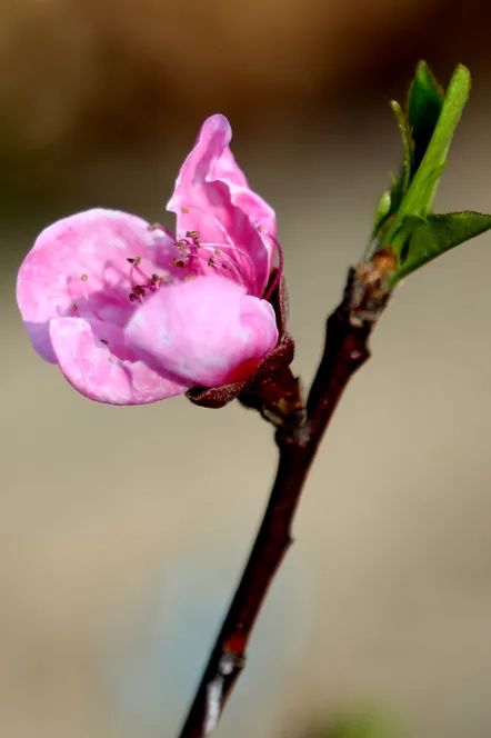 石棉这个冬天的积蓄现在给你看