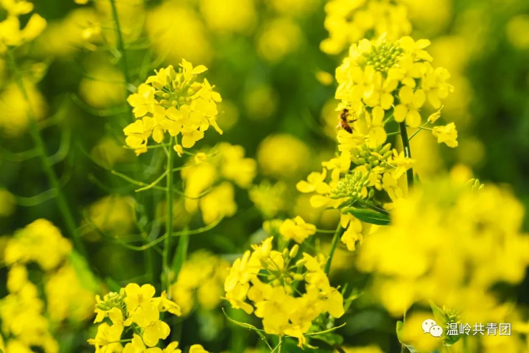 温岭7处绝美油菜花田绚烂上线惊艳了整个春天