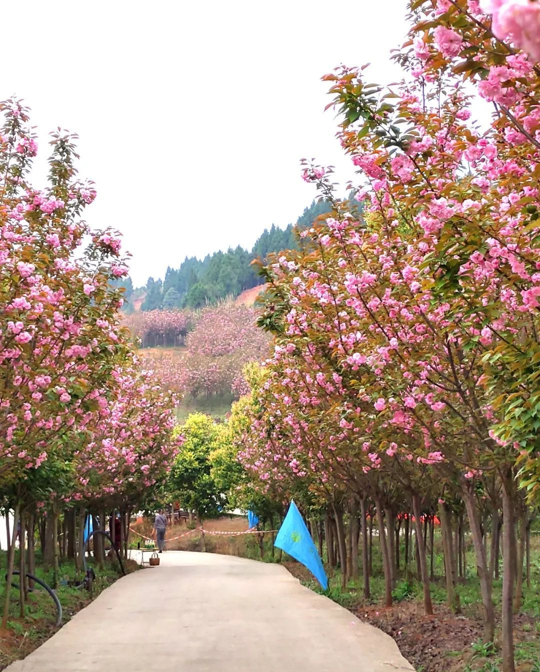 惊艳2020金堂竹篙镇竟然藏了一座几千亩的樱花花海正值花期