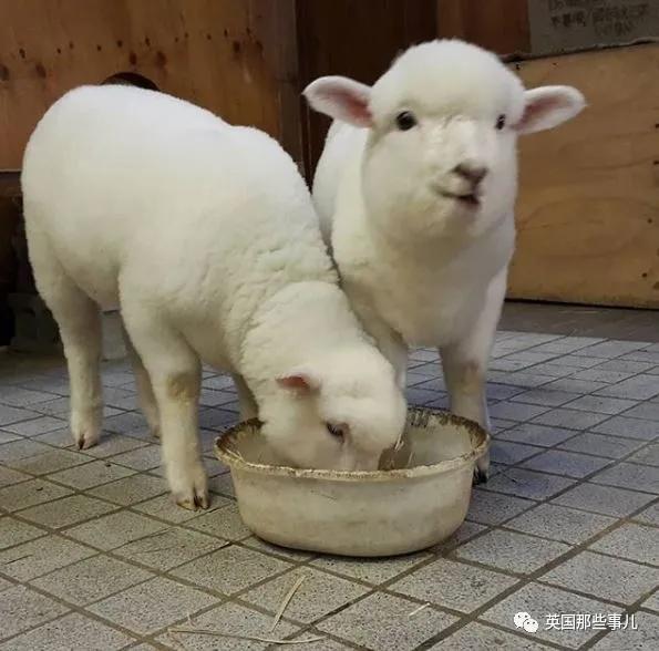 咩咩爱好者天堂首尔这家羊咖全是白胖软萌的小绵羊任撸