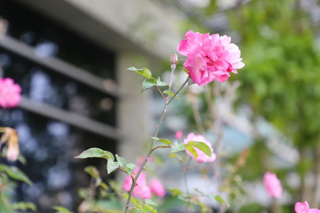 蒂牡花山茶花三角梅春天和希望一樣如期而至疫情也終將過去希望醫護