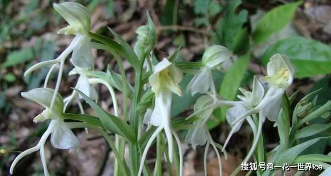 这东西,人称"双肾参",可与人参相媲美,却被误当成野草,可惜_植物