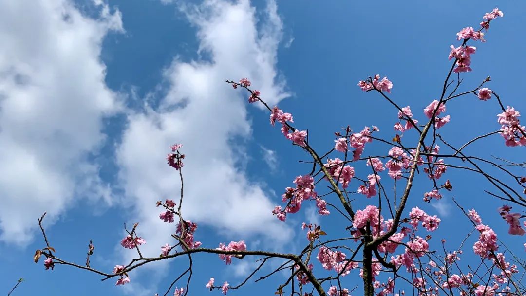 盼望着盼望着东风来了春天的脚步近了